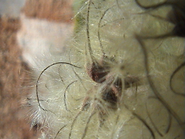 Clematis vitalba / Clematide vitalba
